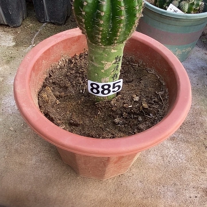展***5胭脂掌嫁接超级粉885