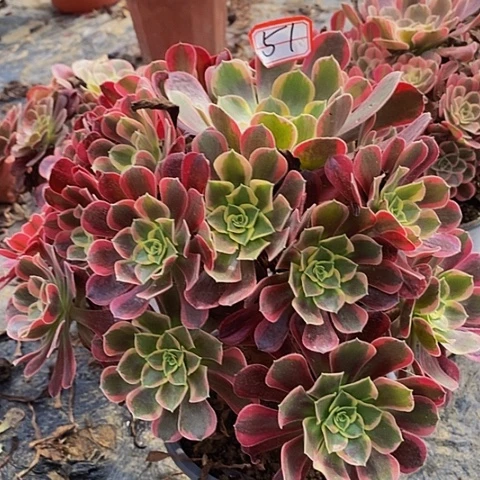 凤冠老桩捧花法师51号