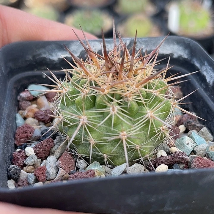 智利球实生裸根发货