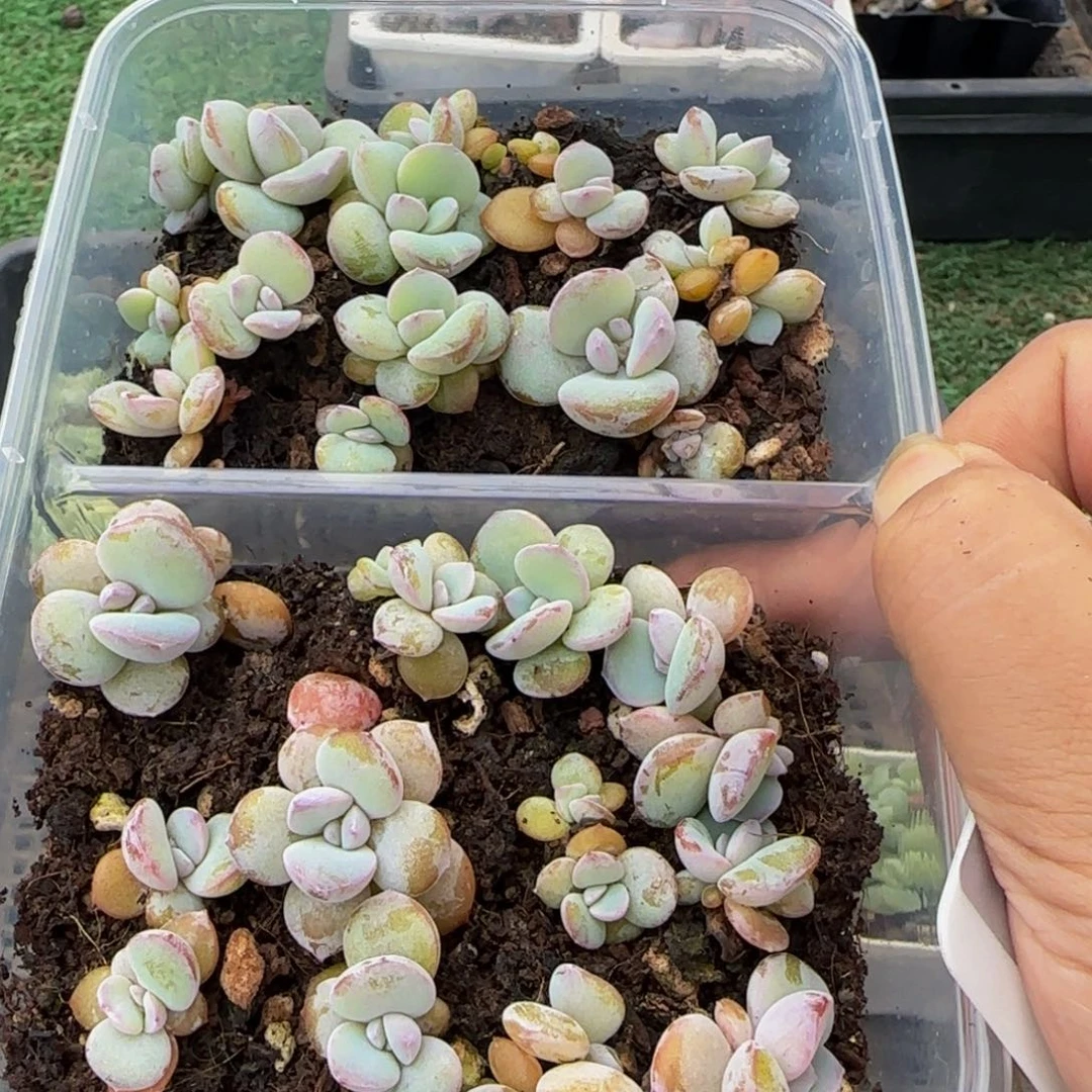 偏****211号一盒奶茶特价