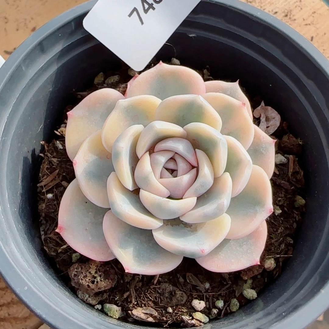 汉堡锦，7483多肉植物