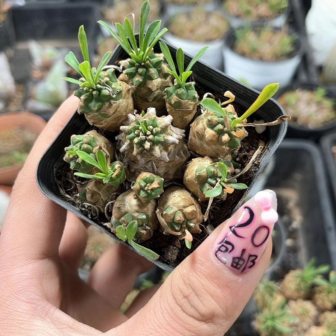 群生有根峨眉山群生有根发货有根