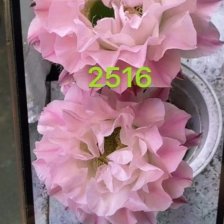 香香新侧芽1.5-2公分左右