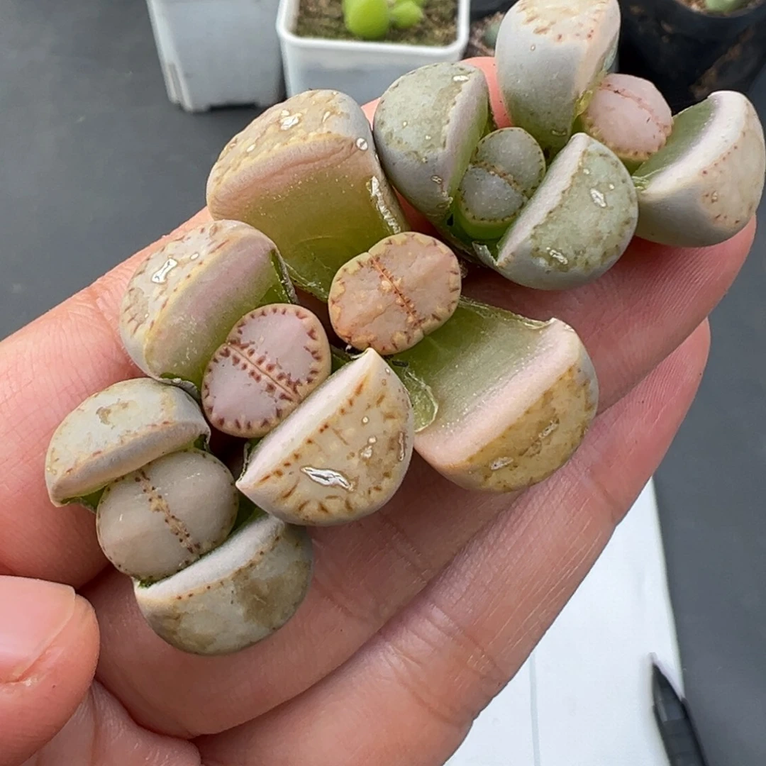 11.26好看的多肉脱土发货409