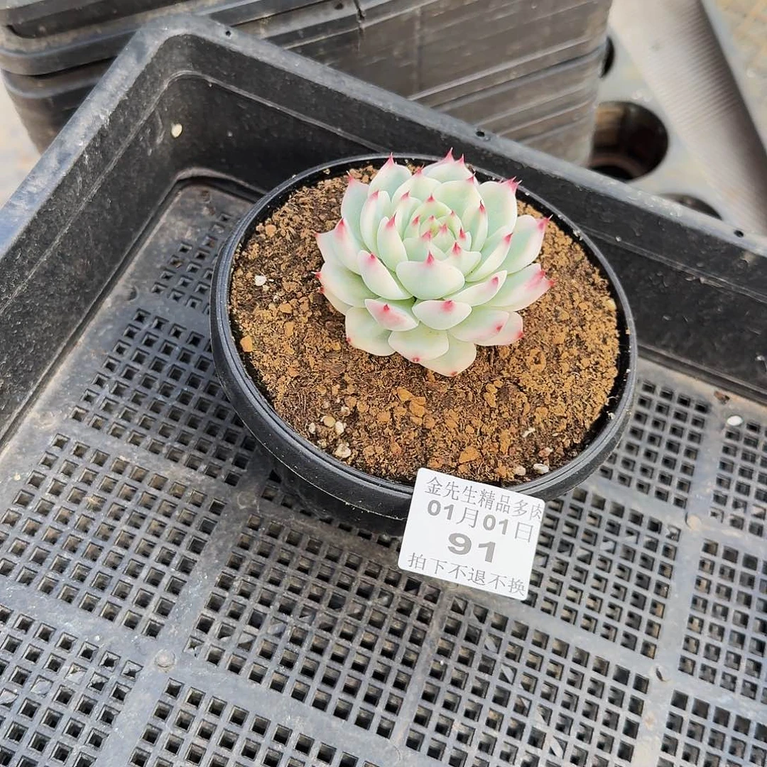 嘟***里0101-91吉娃娃锦单头