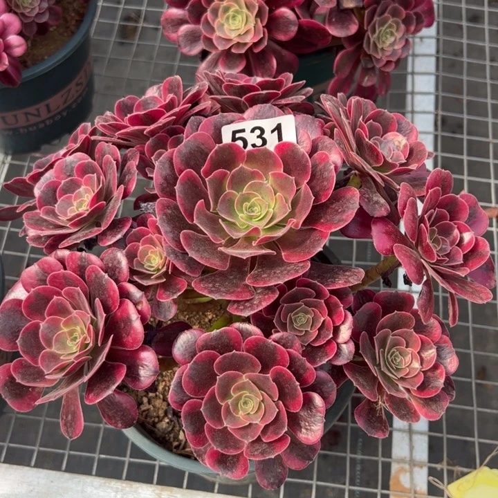 531凤冠25厘米半木质