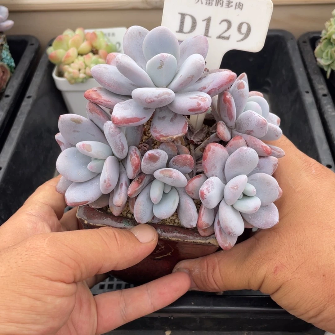 129粉兔不带盆12厘米