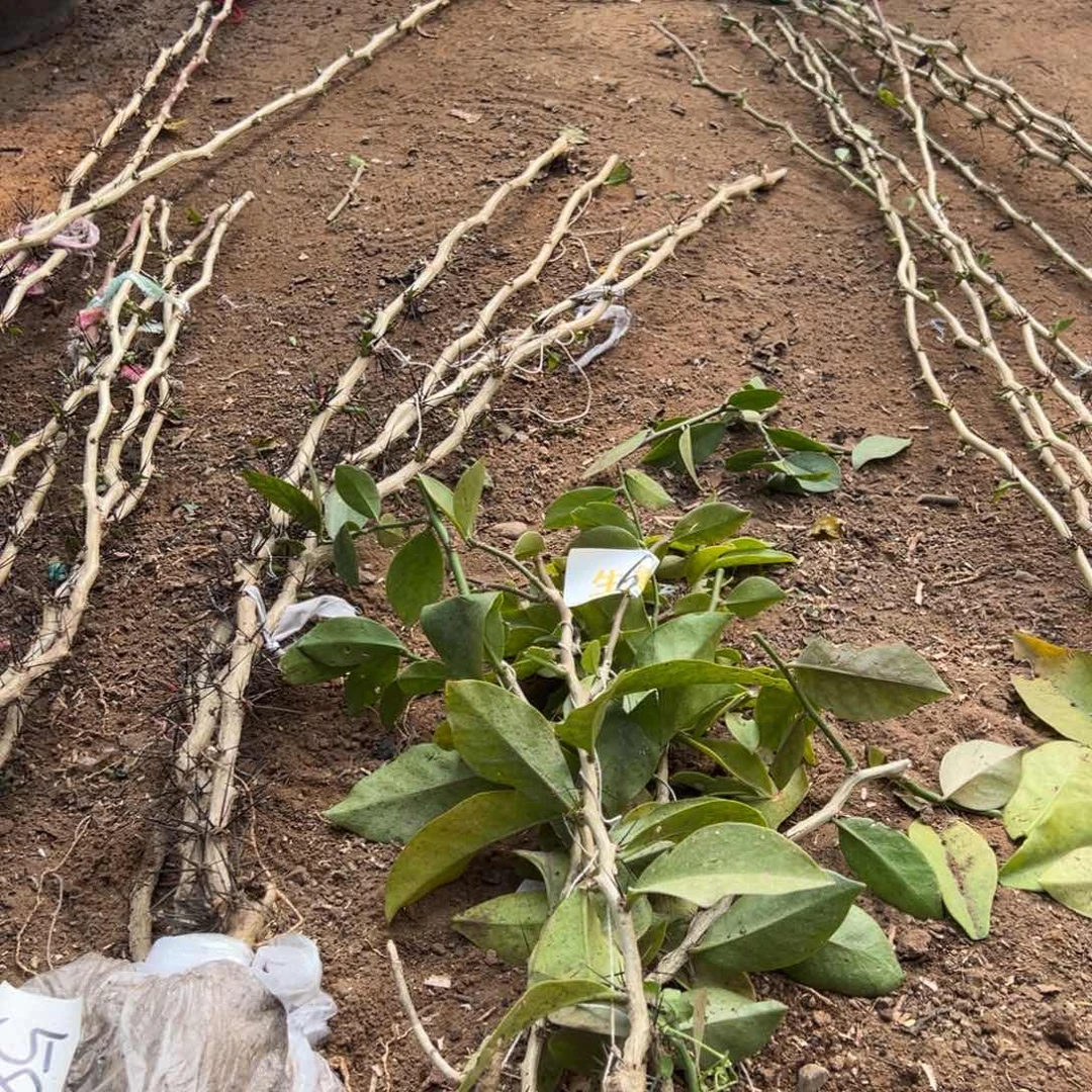 小****?5颗叶仙一份编号6带着叶子