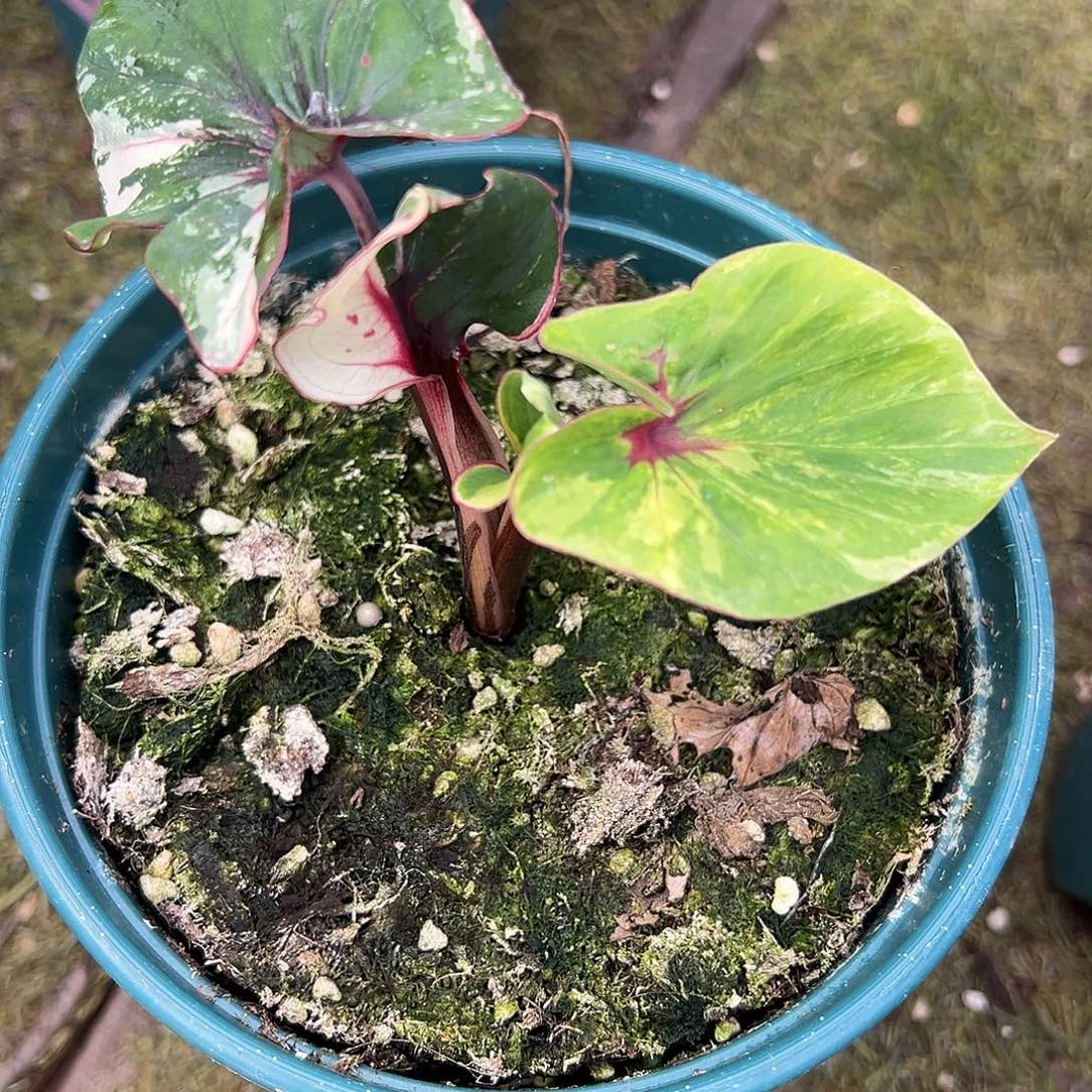 无花朵泰彩个体养定3