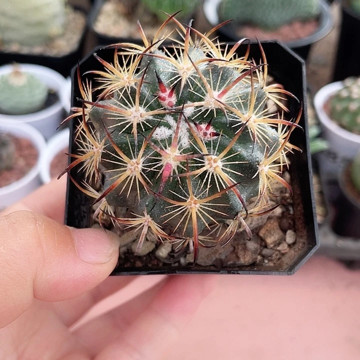 597实生虎爪玉仙人球