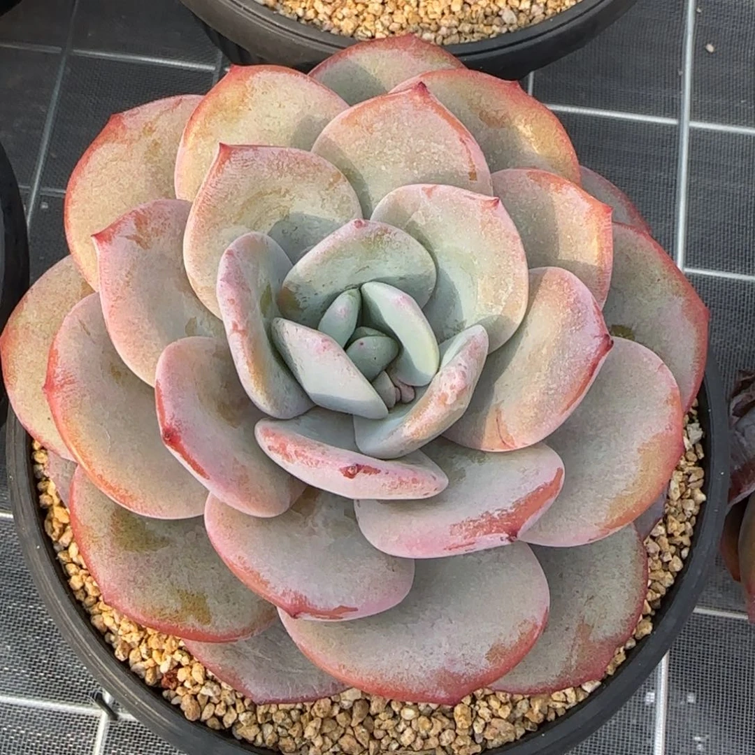 从前慢花园精选多肉奶茶大