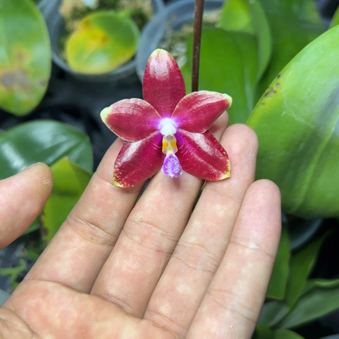 完全开放l667三寸ys1174