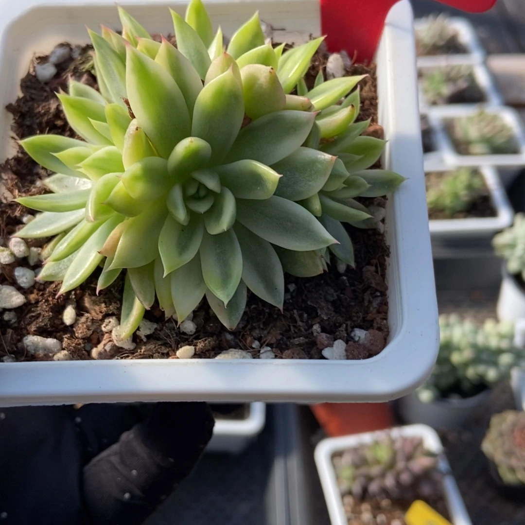 1950蝴蝶飞锦多肉植物