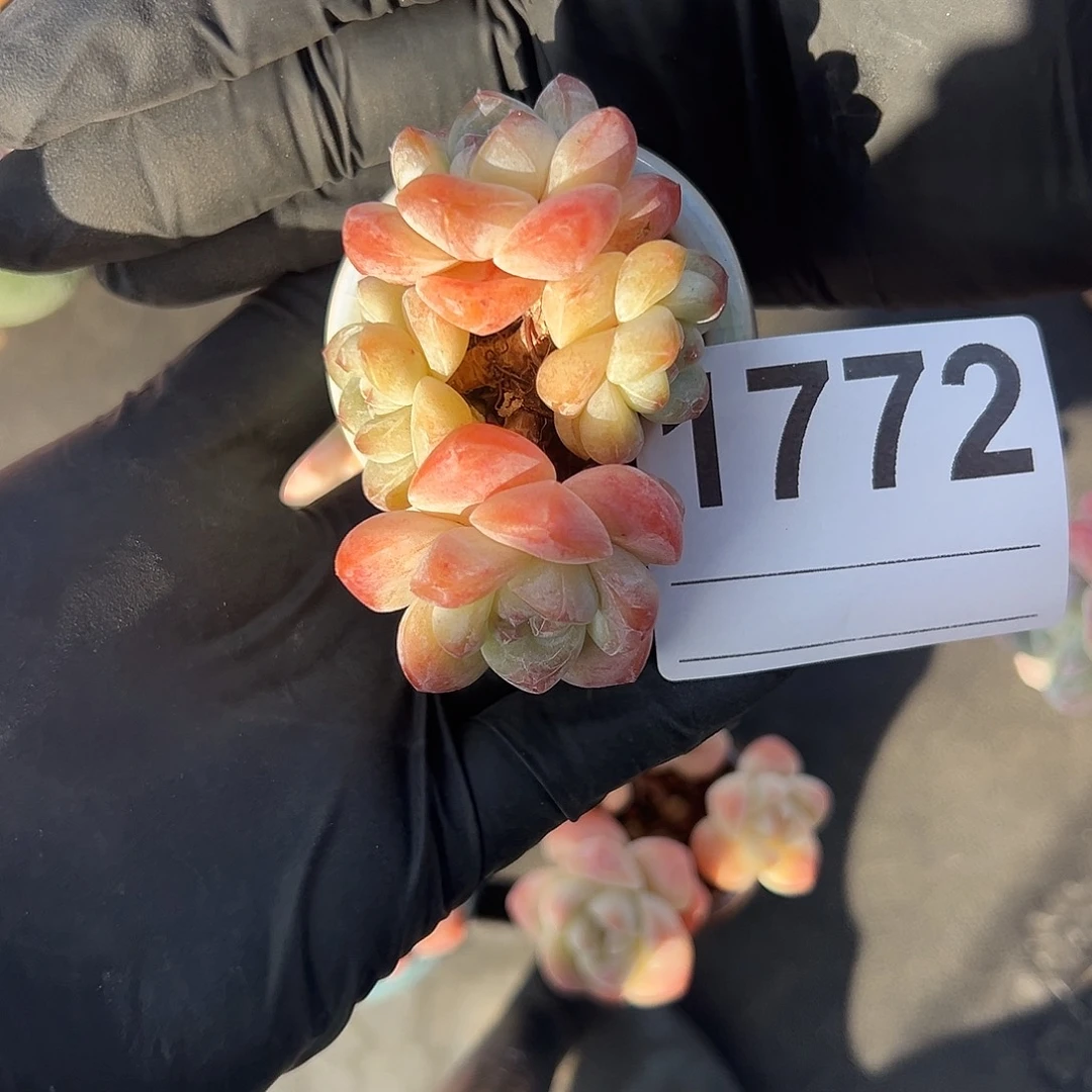 达***y四头冰玉带盆发的1772