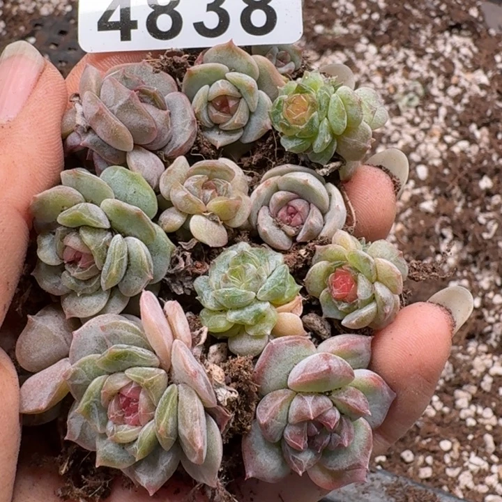 多肉植物多肉植物