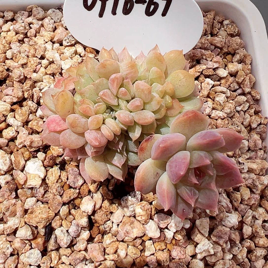 三***木0916-67宠粉福利。