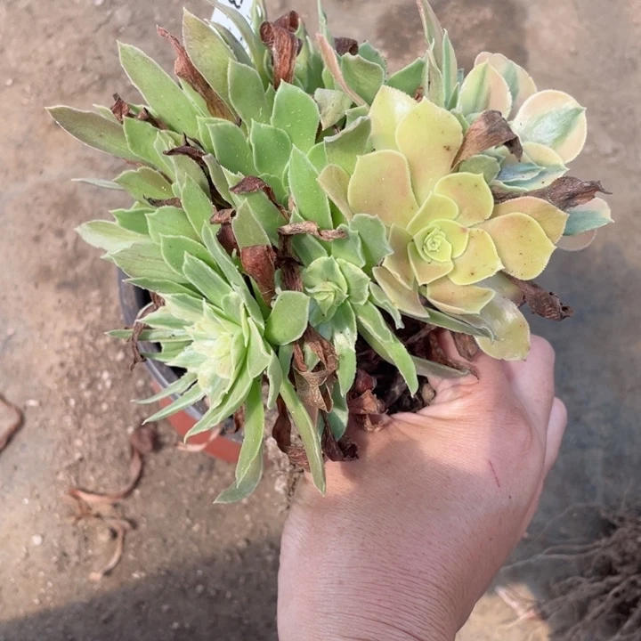 碧***河144光辉多肉123446789