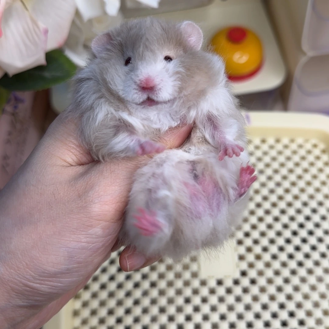 5-7卷毛鸽灰波弟弟5.31