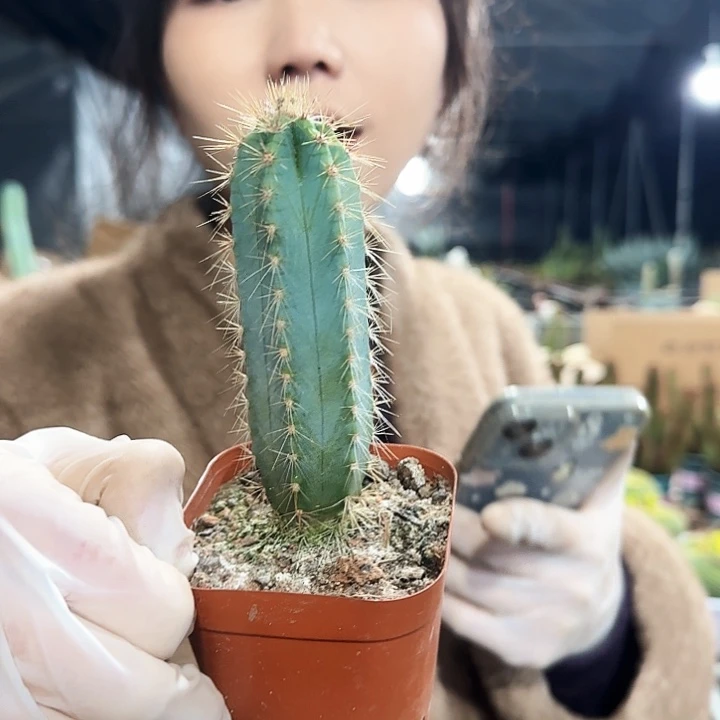 蓝柱10cm11111111