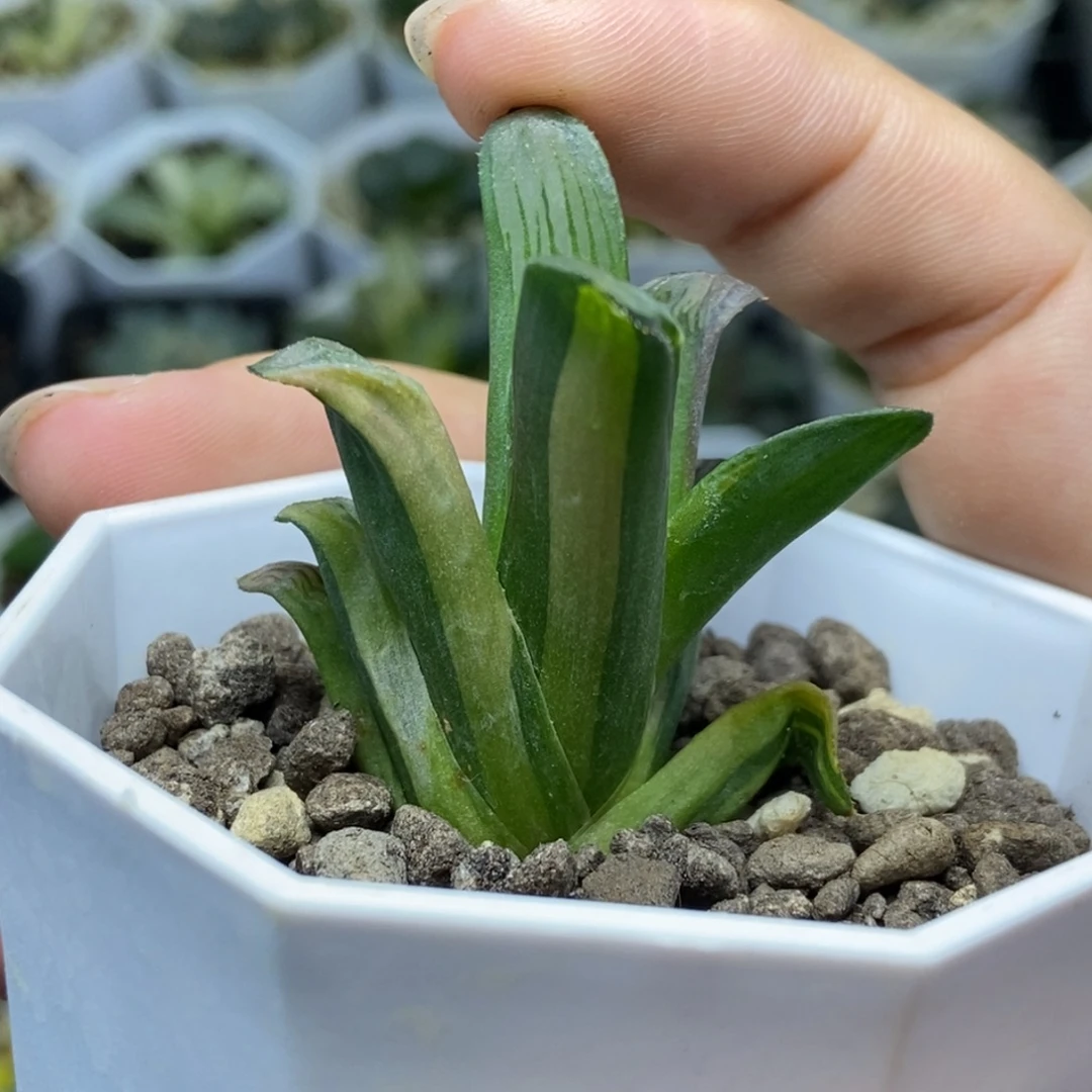 无菌播白夜实生锦少锦一物一拍