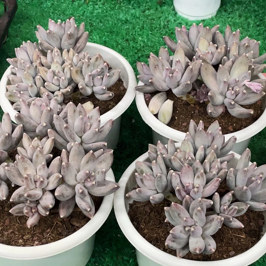 整桩无砍多头送果美人一颗