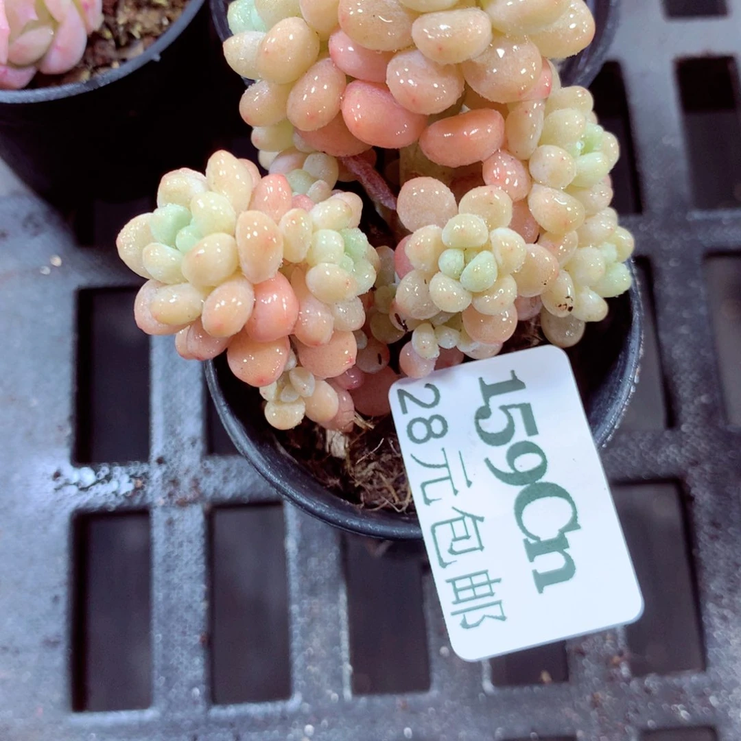 5厘米盆精控多肉159