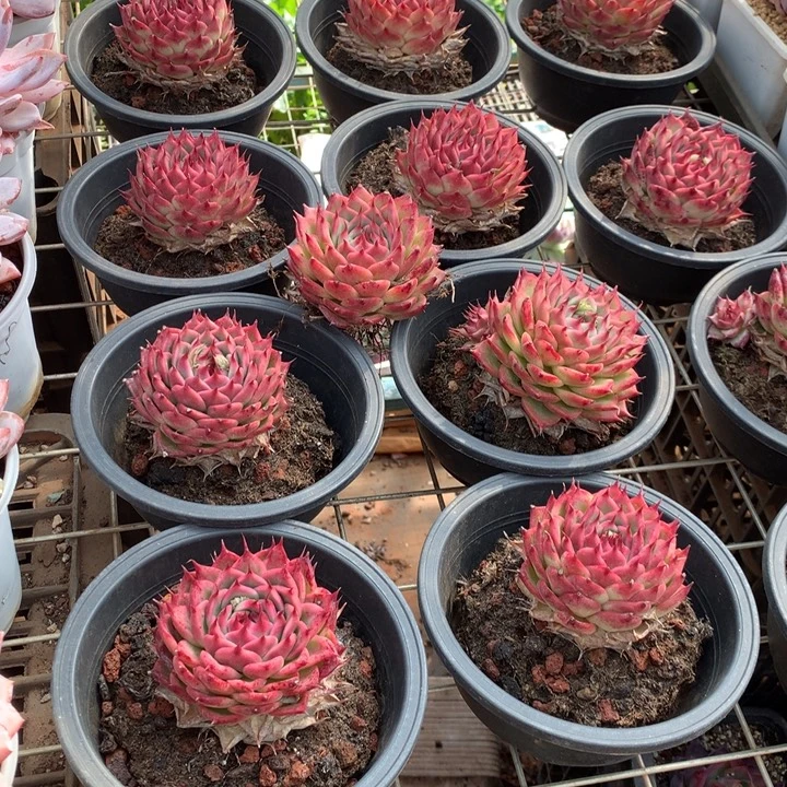 粉透体托斯卡内利多肉植物两单包邮