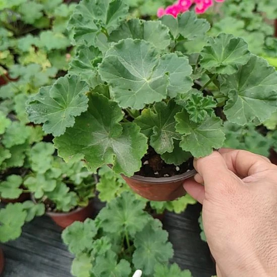 无花朵蜜桃卷，，。，