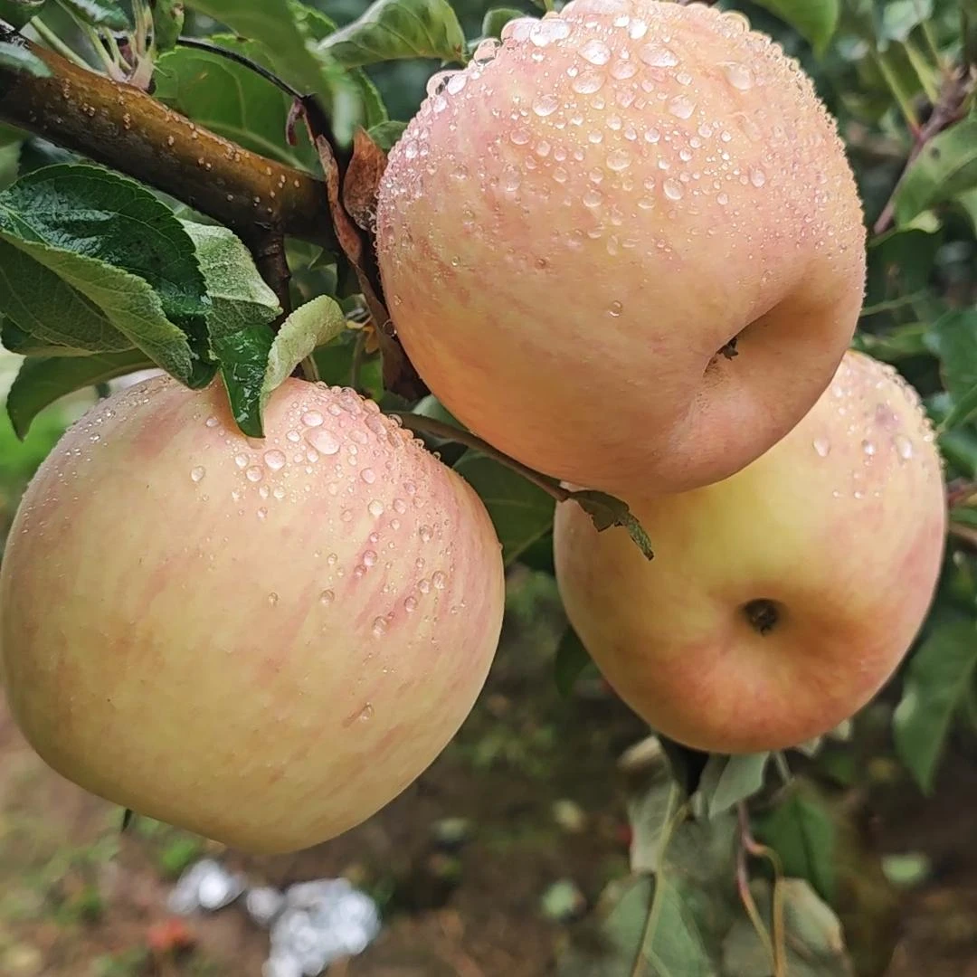 【西藏包邮】【蜜桃富士】2025早熟白富士苹果静宁苹果甘肃苹果