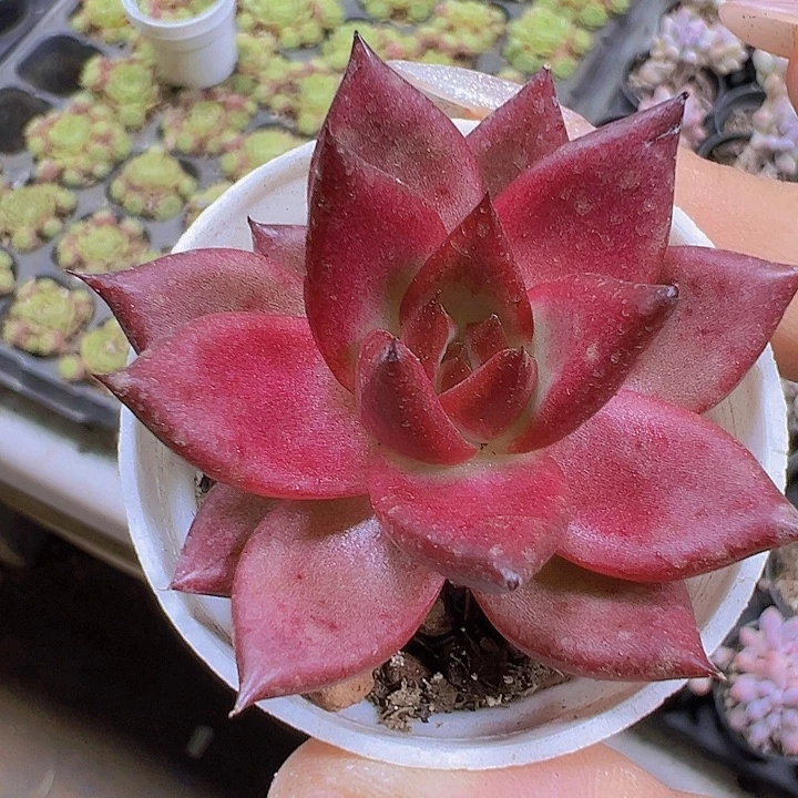 罗卡5厘米肉19包邮