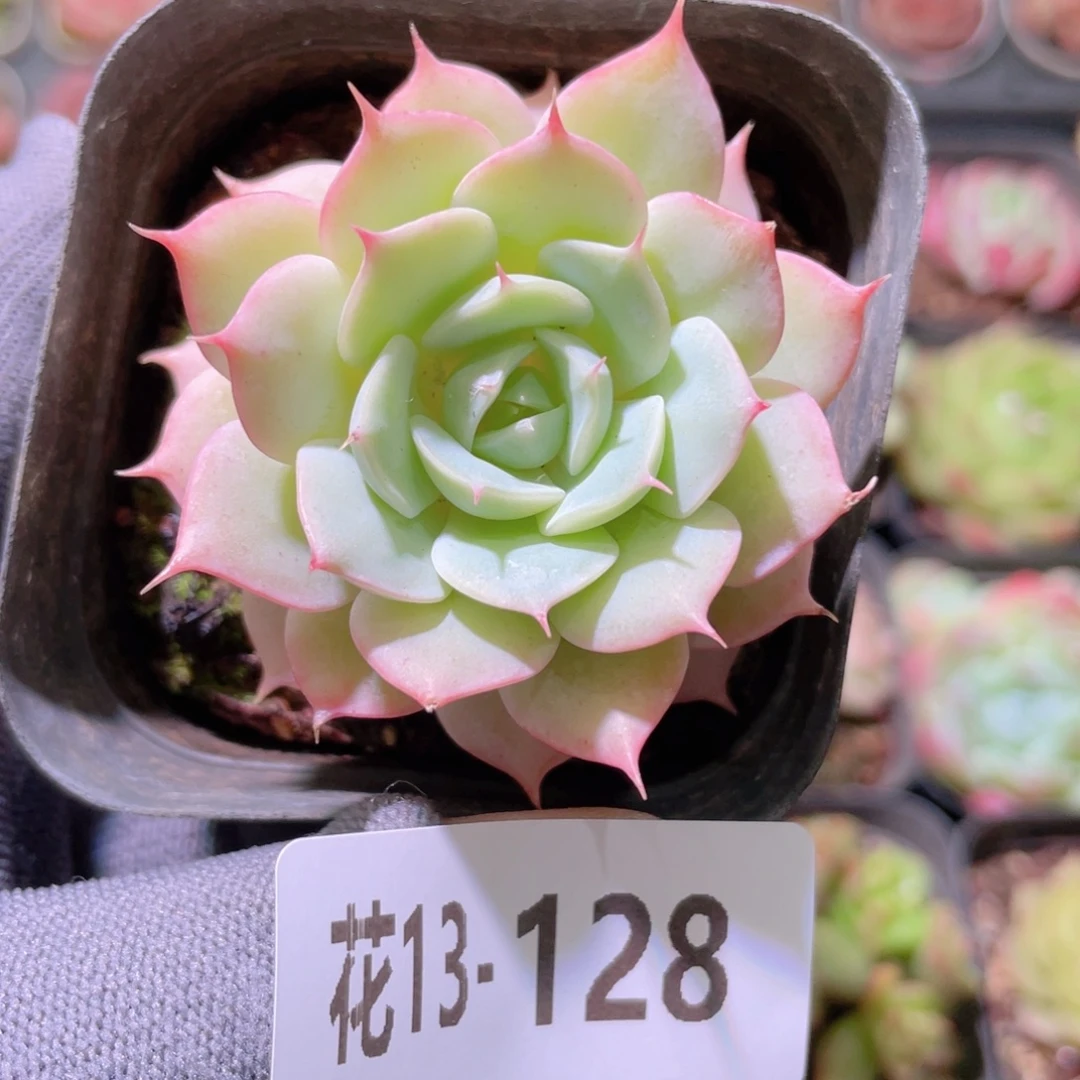 花利美13-128雪域