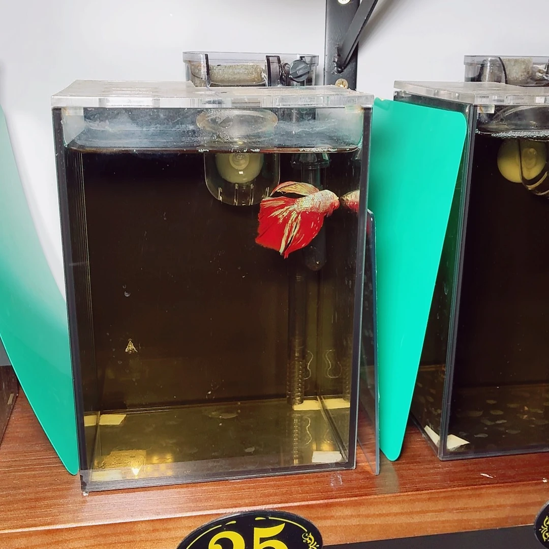 斗鱼彩金半月公鱼