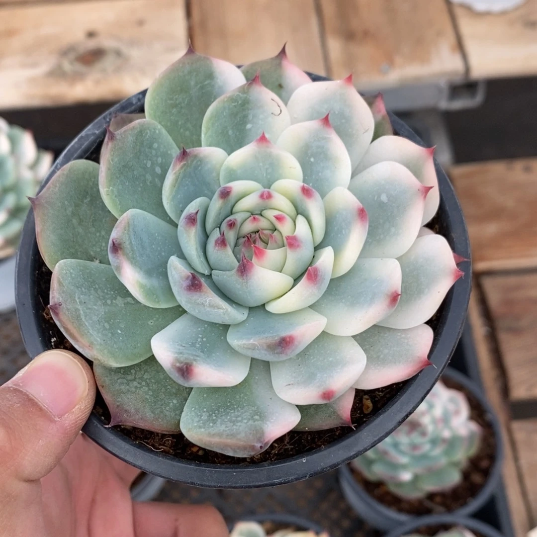 吉娃娃锦多肉植物8708