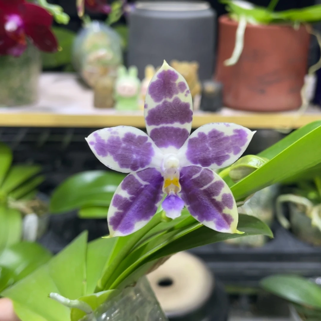 完全开放08开花株