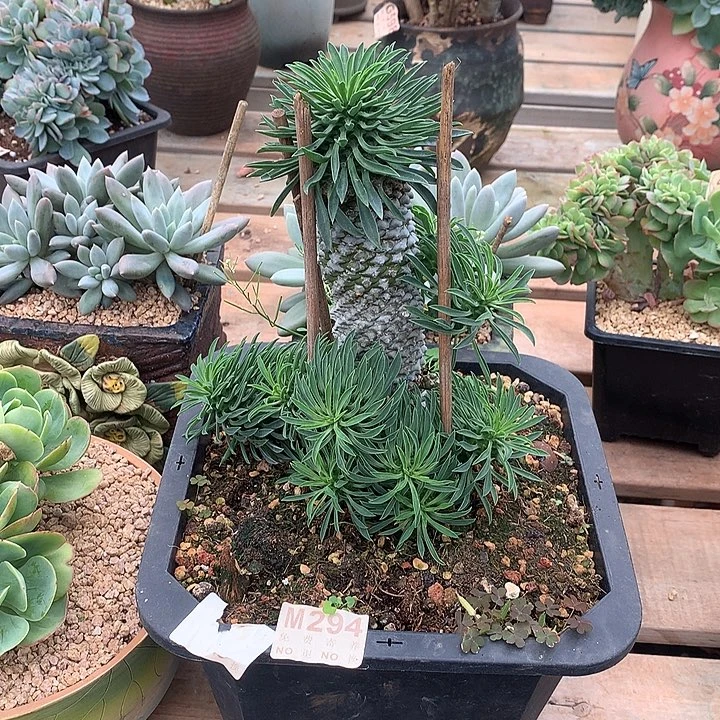 铁甲麒麟大群 多肉植物，9.28号发