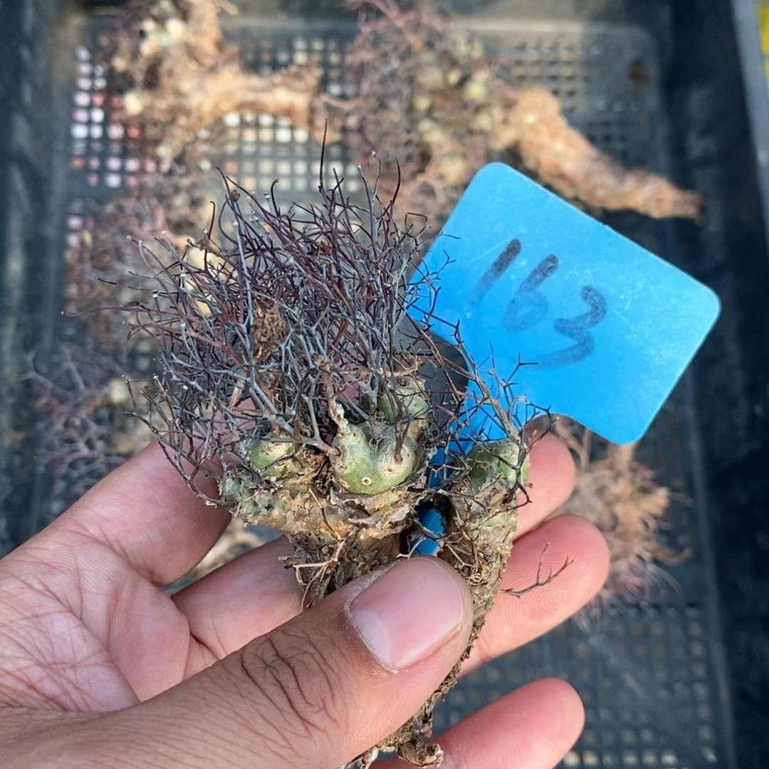 钢丝万物想多肉植物