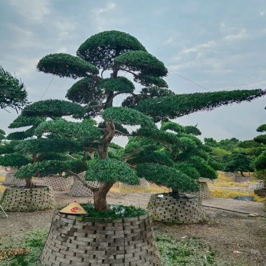 山采黑松油松赤松庭院景观松