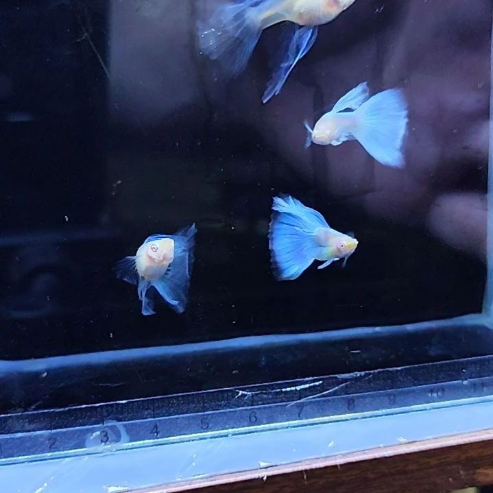 孔雀鱼蓝白绒球两对满拉