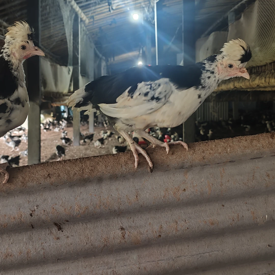 1到1.2斤青年贵妃鸡宠物鸡贵妃鸡活体顺丰包邮