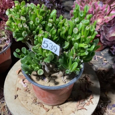 信**定多肉吸财树一物一拍