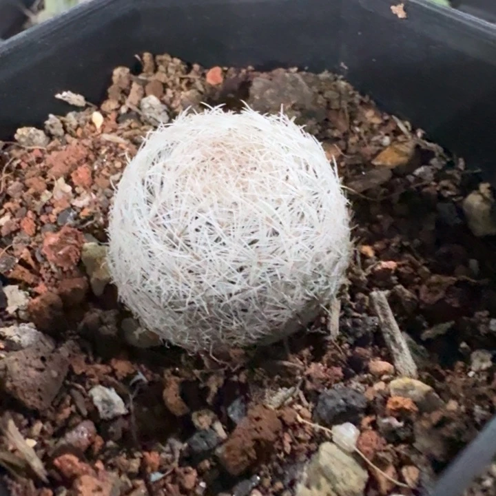 魔美丸实生仙人球
