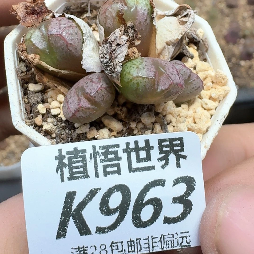 多肉植物的润泽dzw