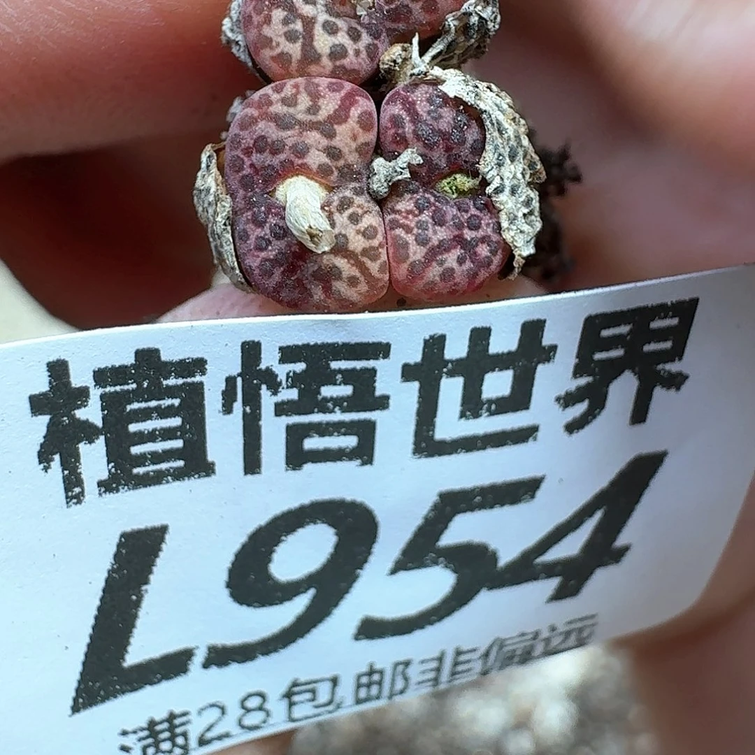 多肉植物的润泽额分