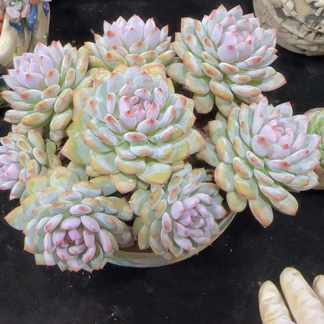 韩版星星橙捧花一颗