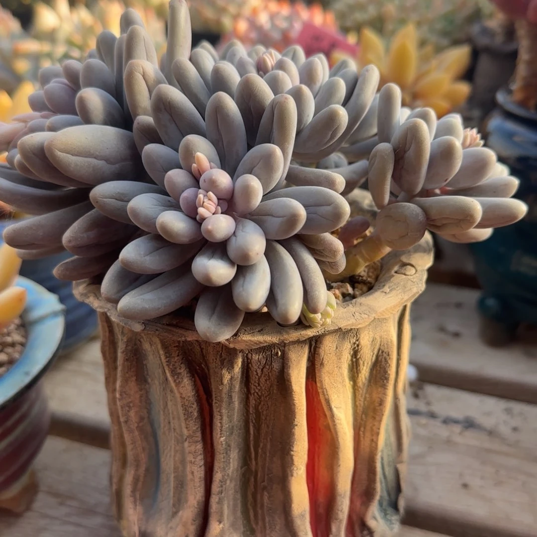 五个花盆五十包邮