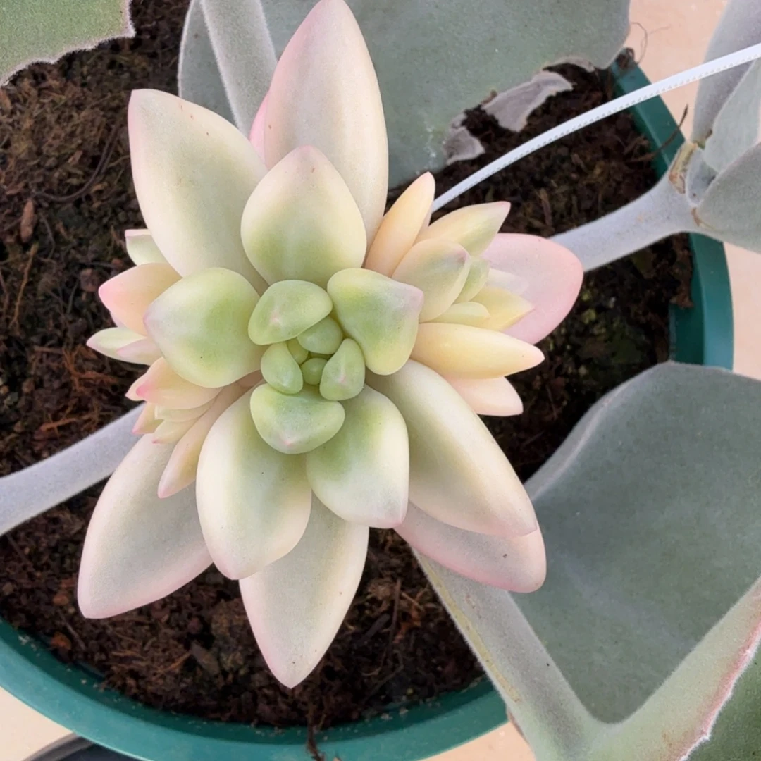 蜜桃啵啵锦上园艺一物一拍