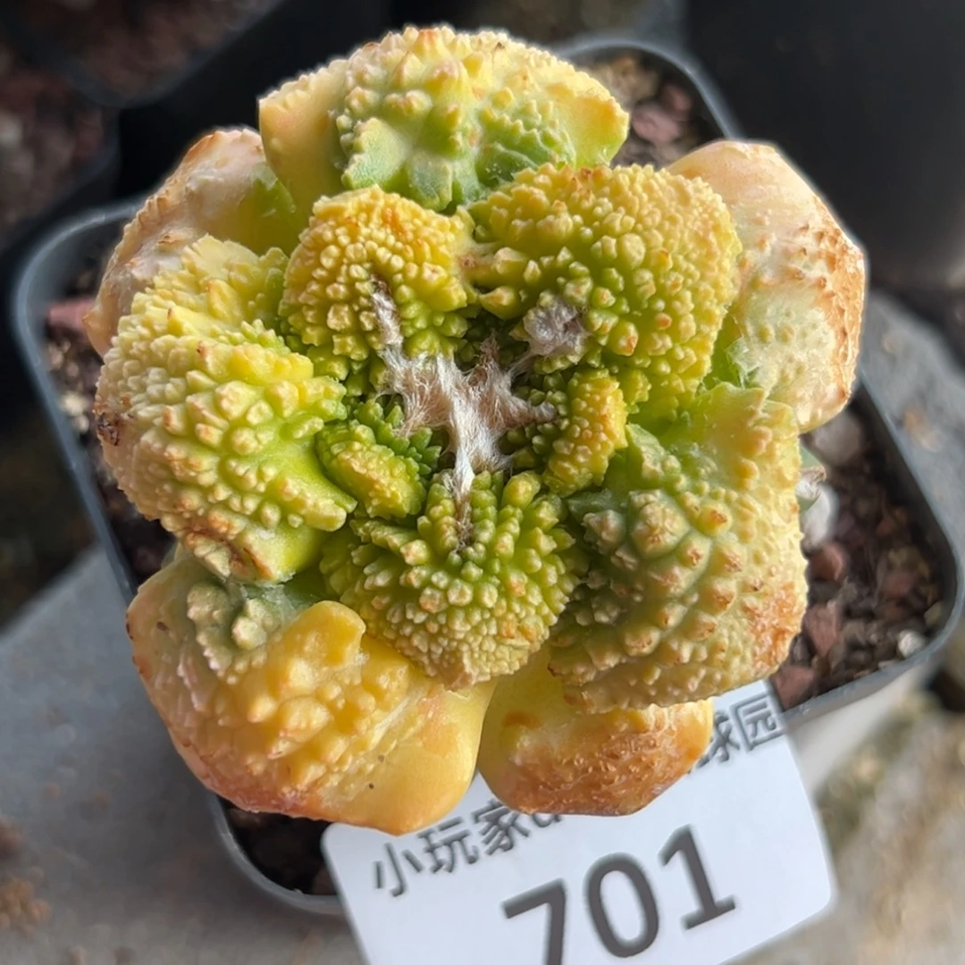 701 仙人球的牡丹