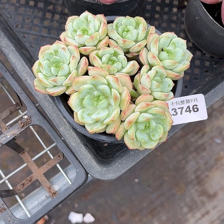 阿雅园艺。     3746香草