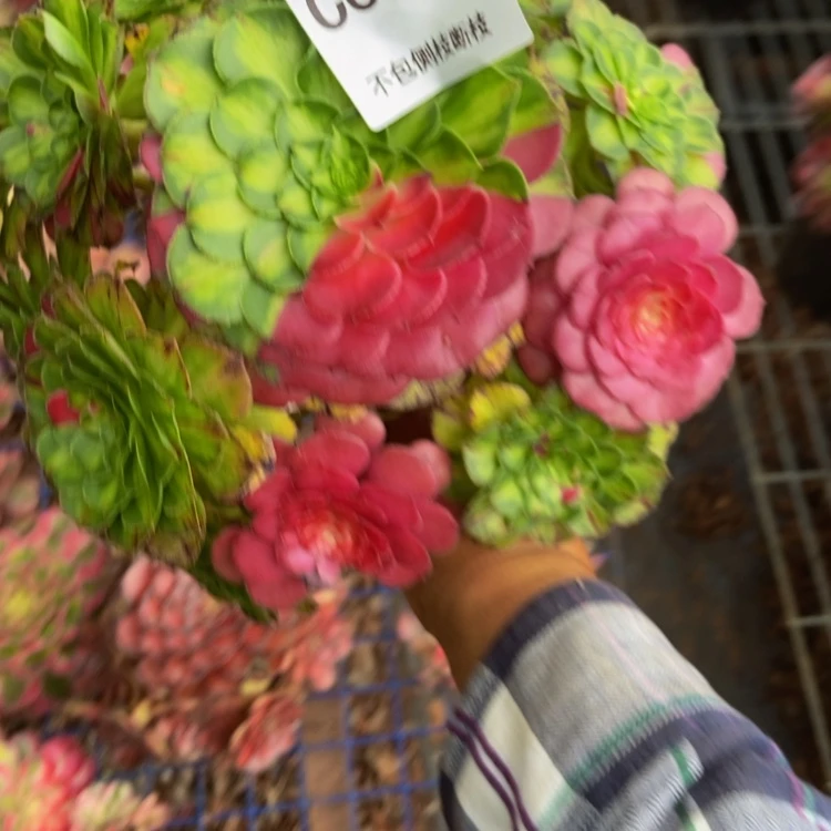 【闪购商品】用****96135多肉