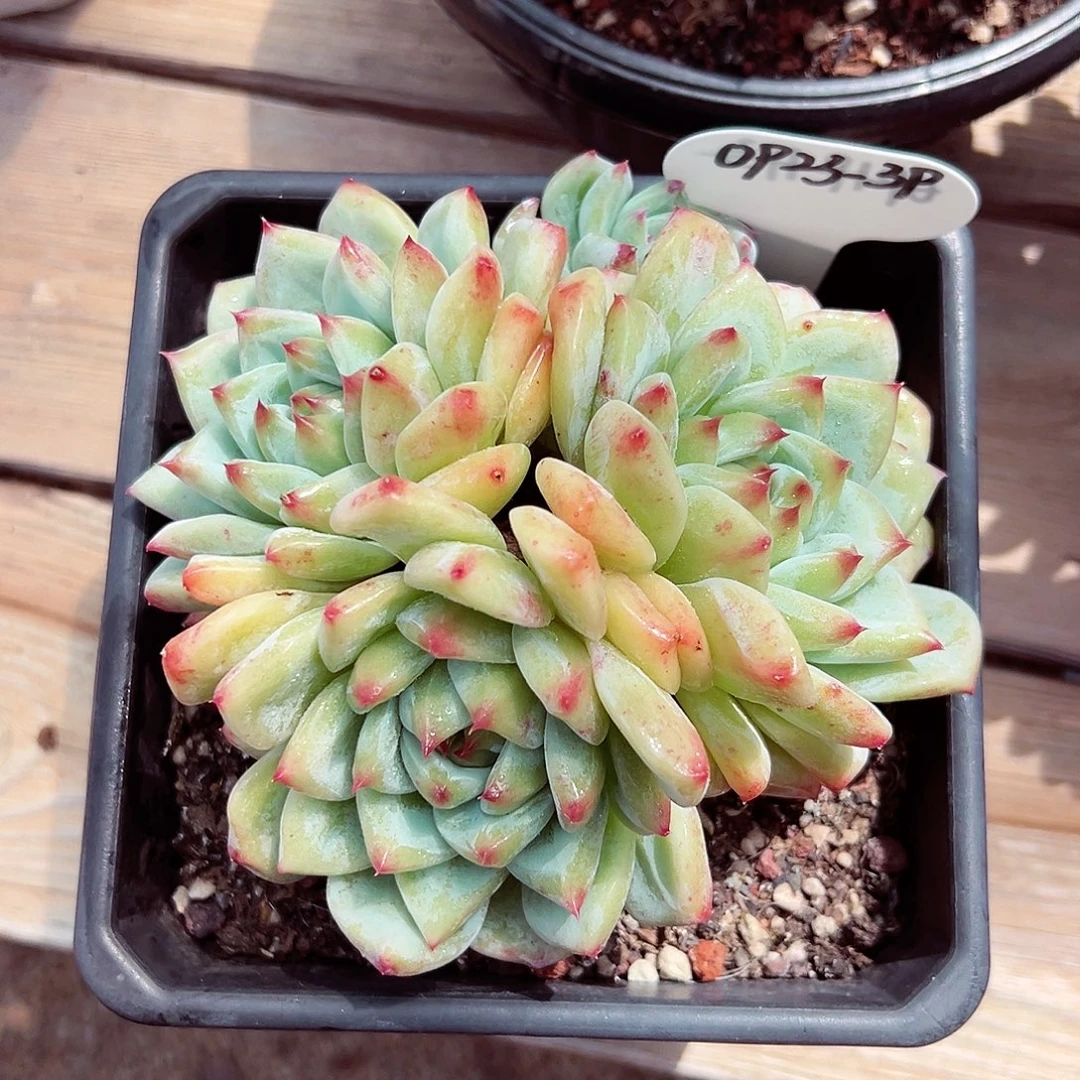 0923-39白拉糖群。